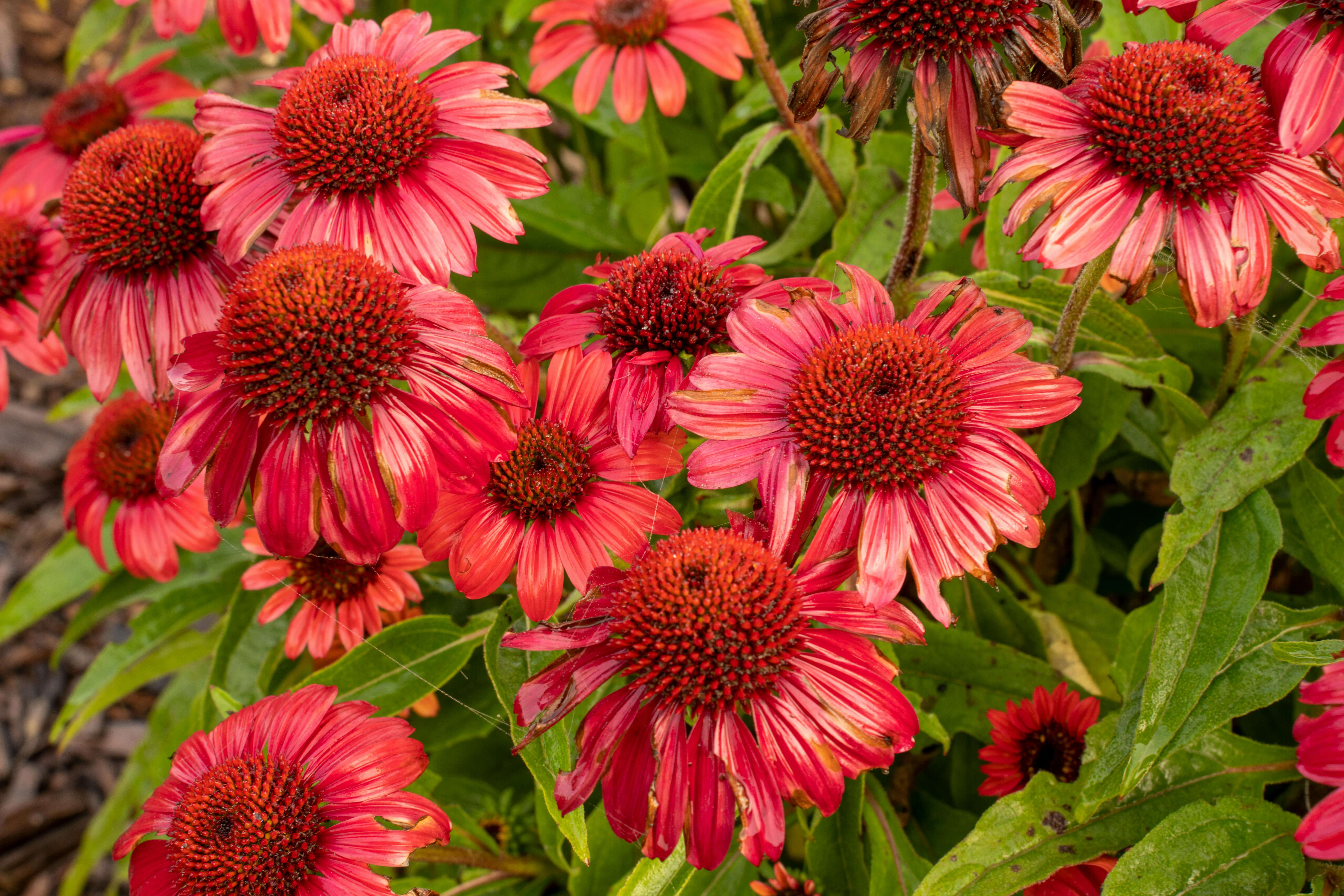 coneflowers growing in the south central region of the United States