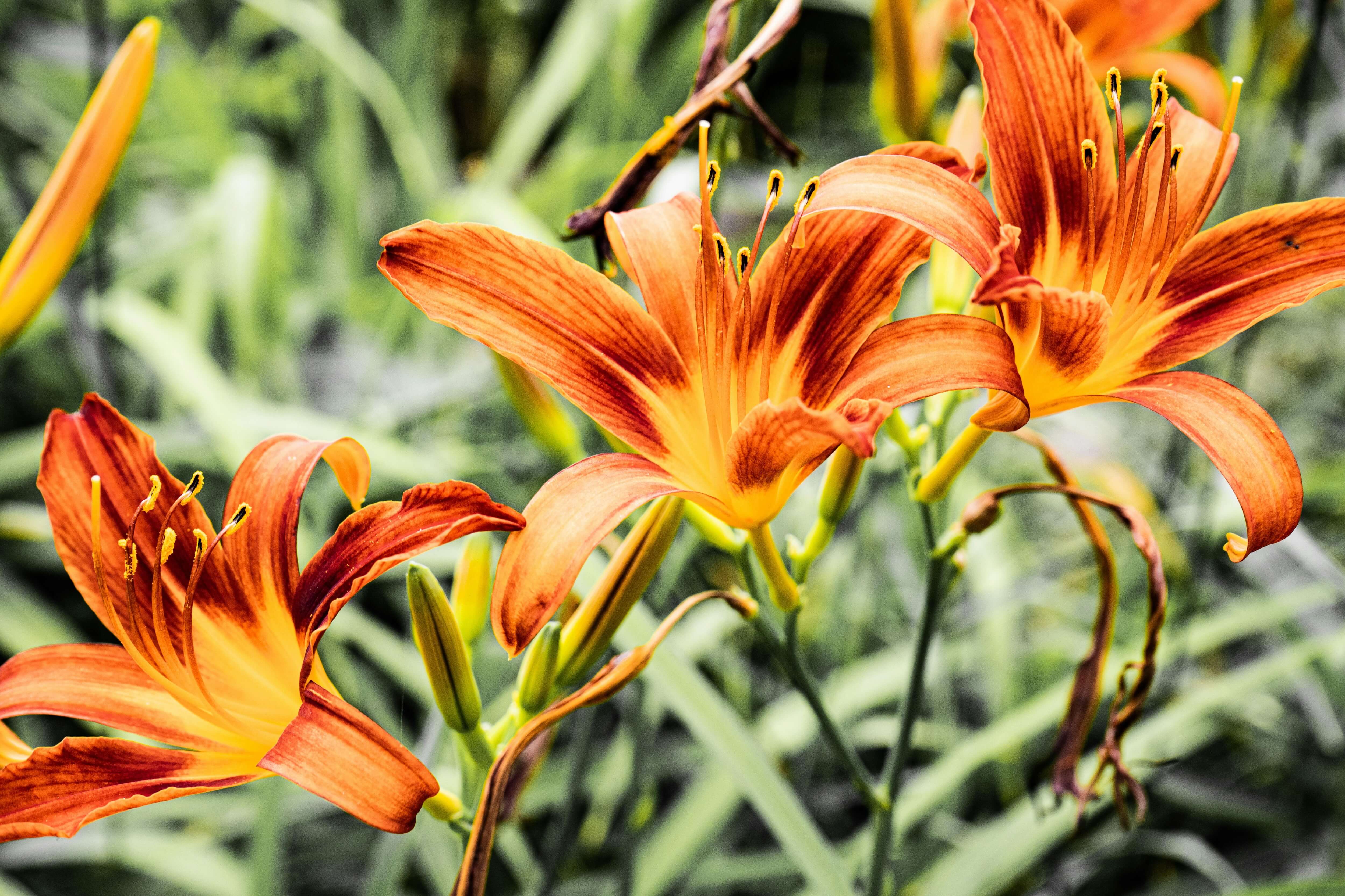 daylilies growing in the northeast region of the United States