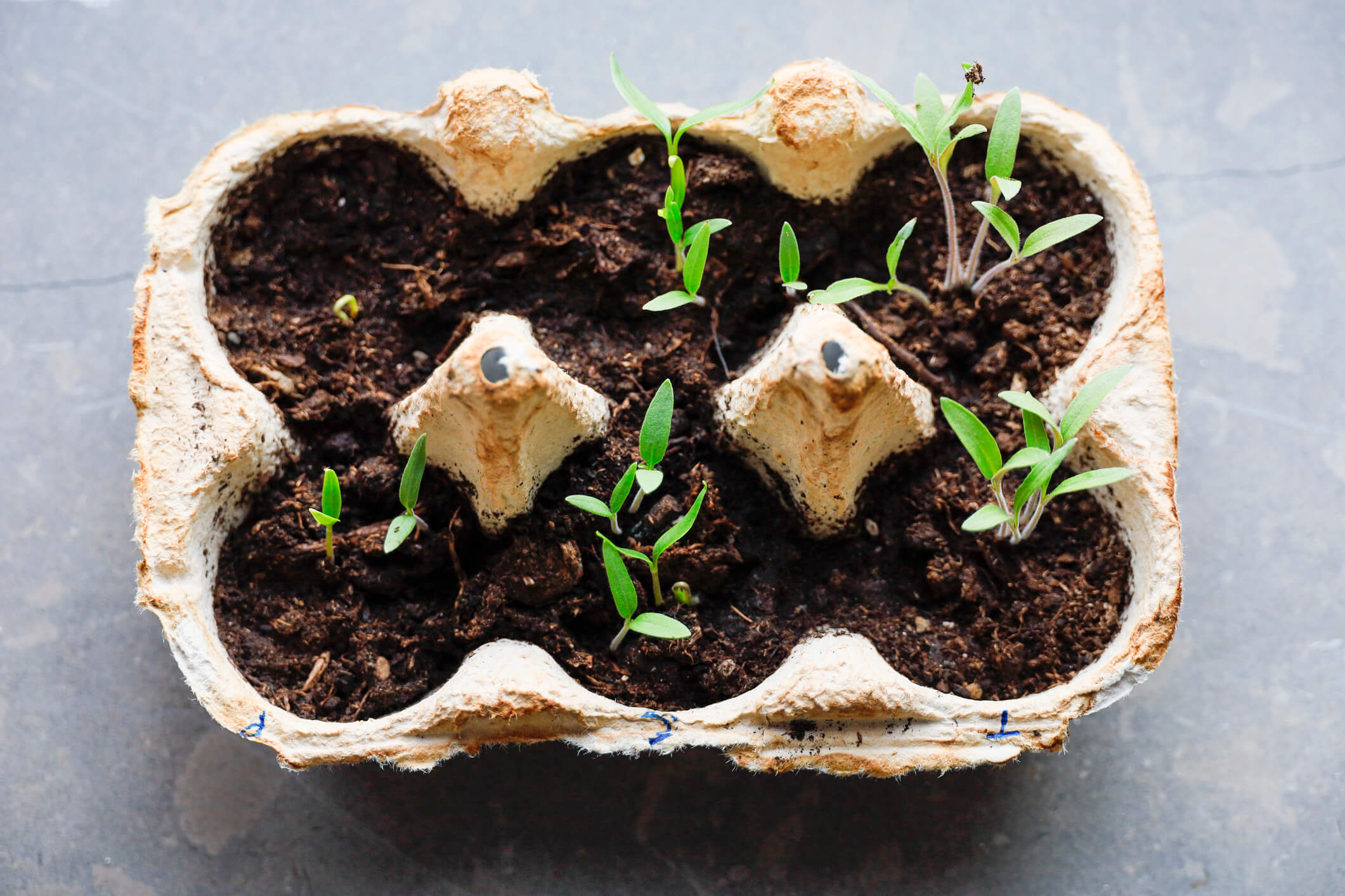 a DIY greenhouse in an egg carton