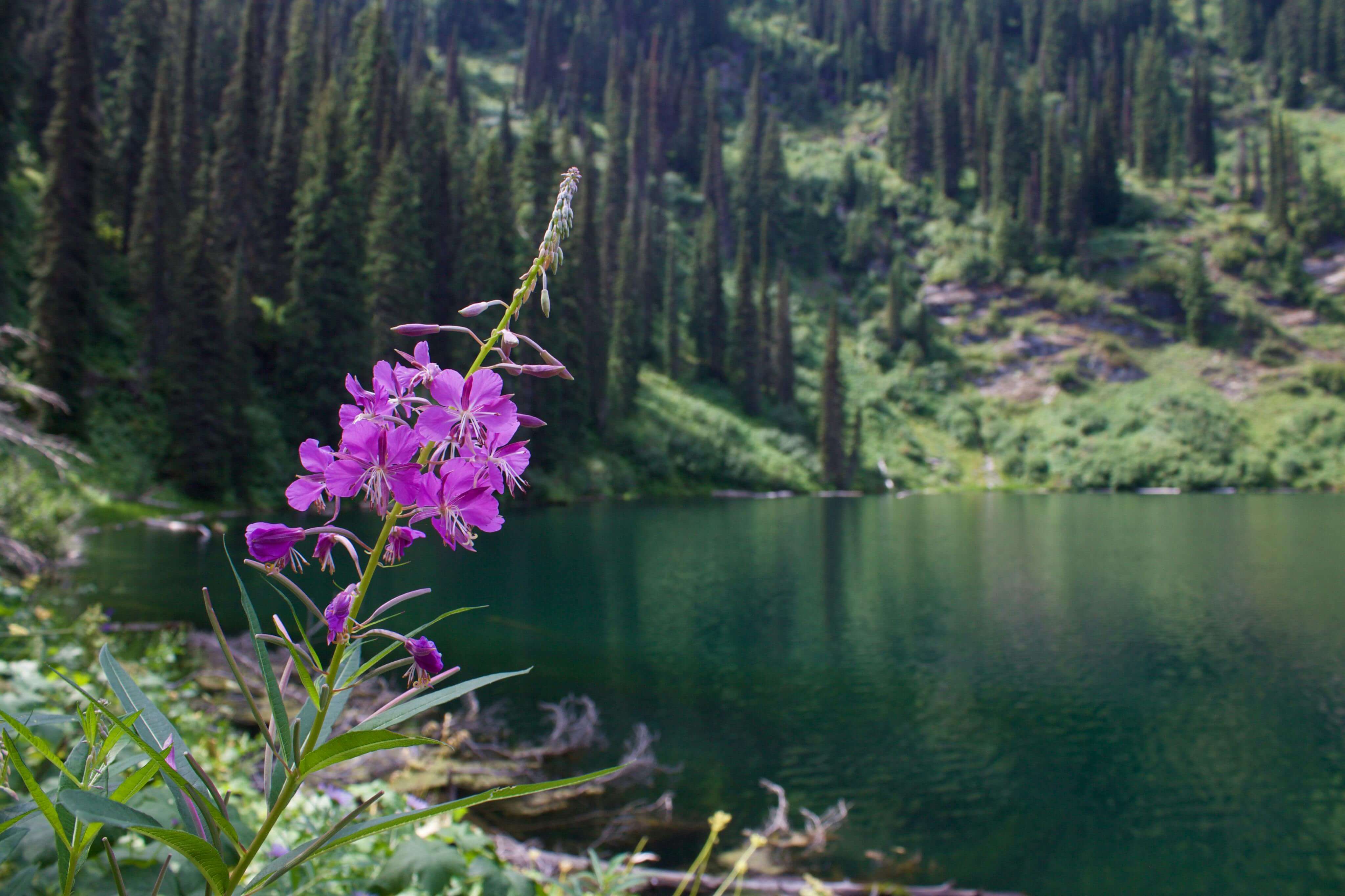 fireweed growing in Alaska