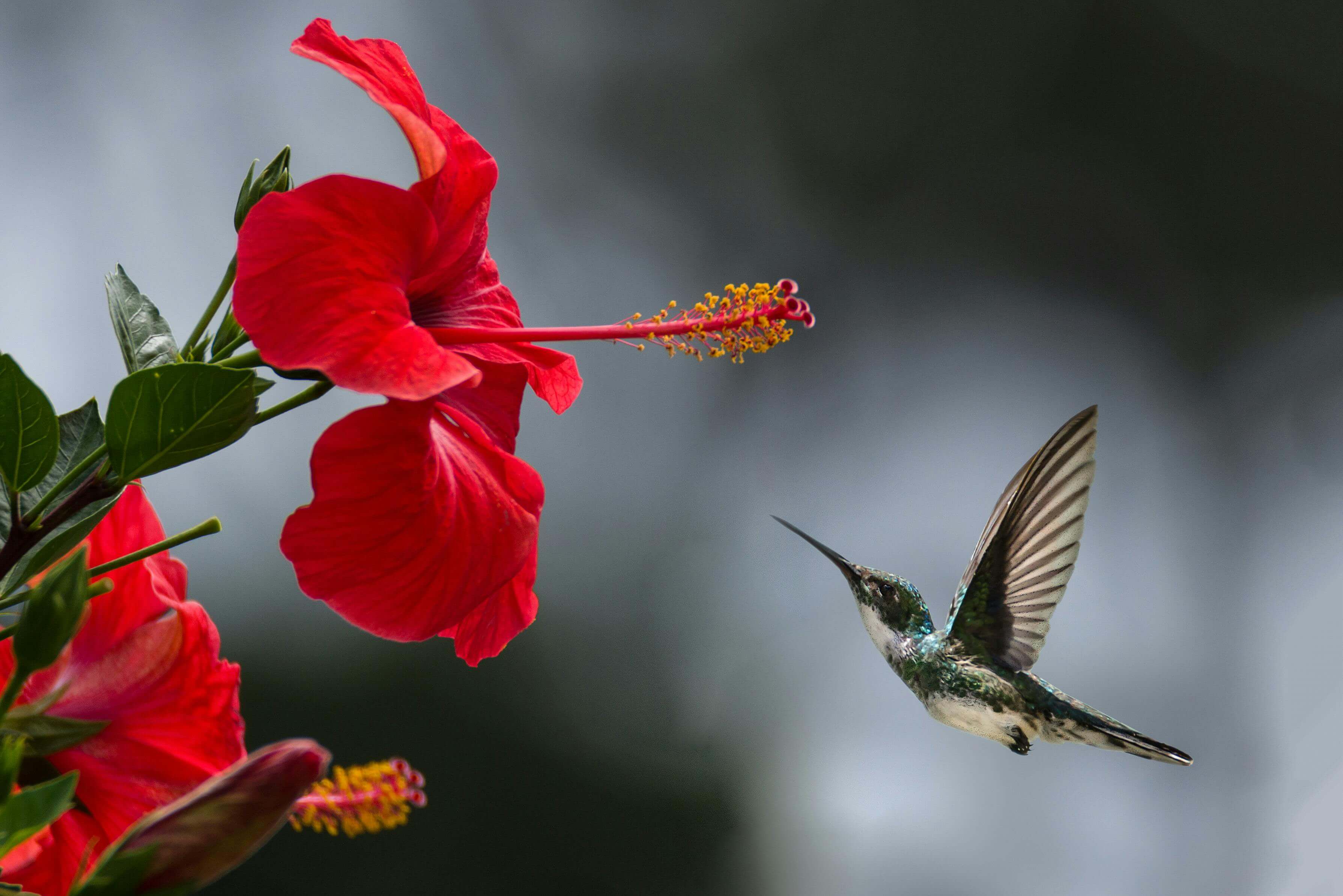 hibiscus growing in the southeast region of the United States
