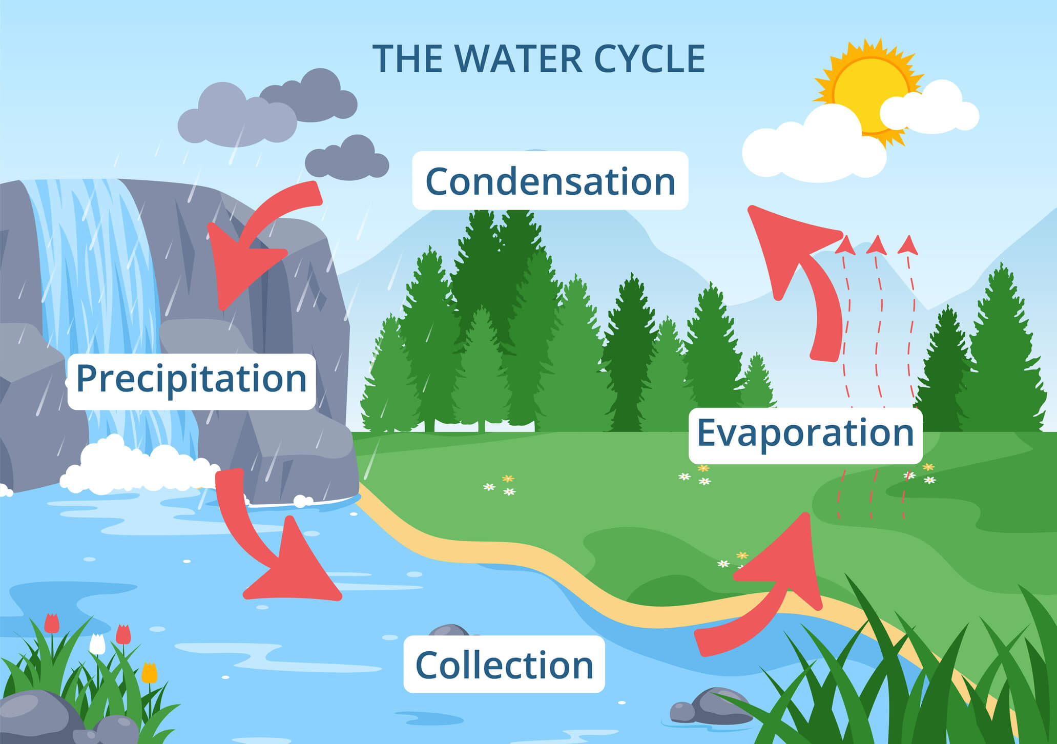 a diagram of the water cycle that can be recreated with water in a plastic bag