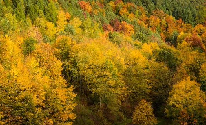 Why do leaves change color in the fall cover